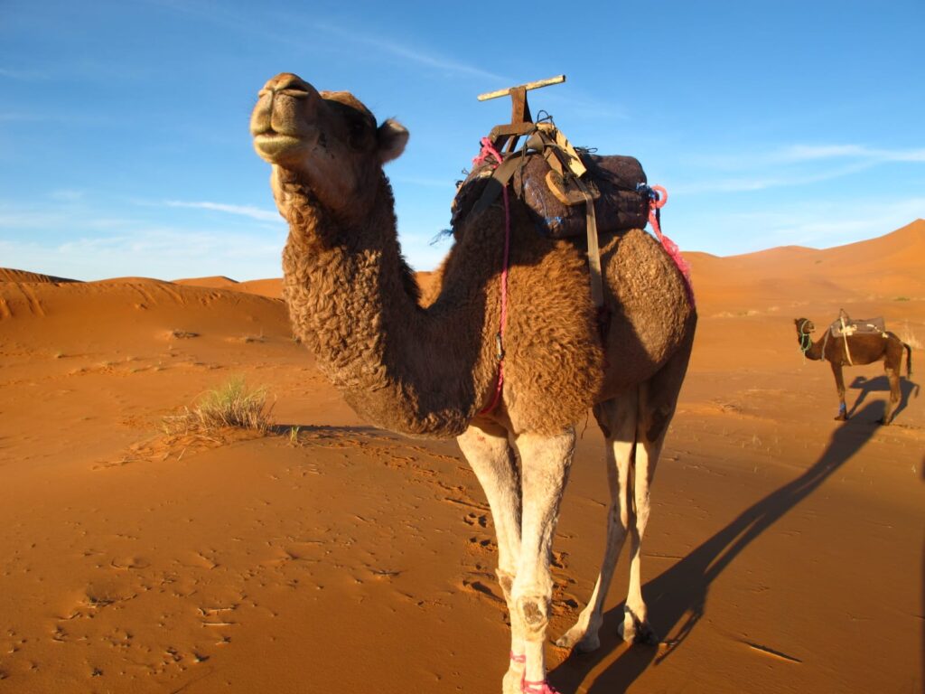desert foum zguid