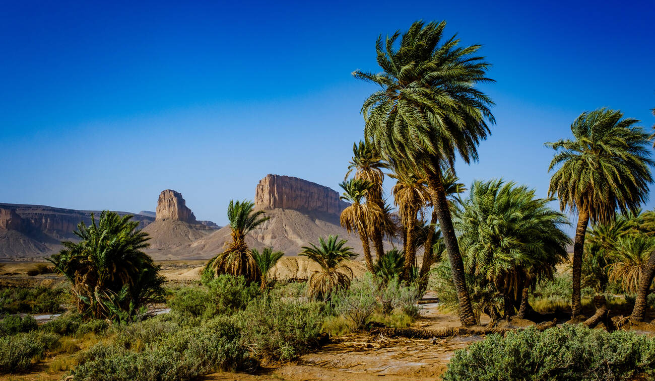 Oasis